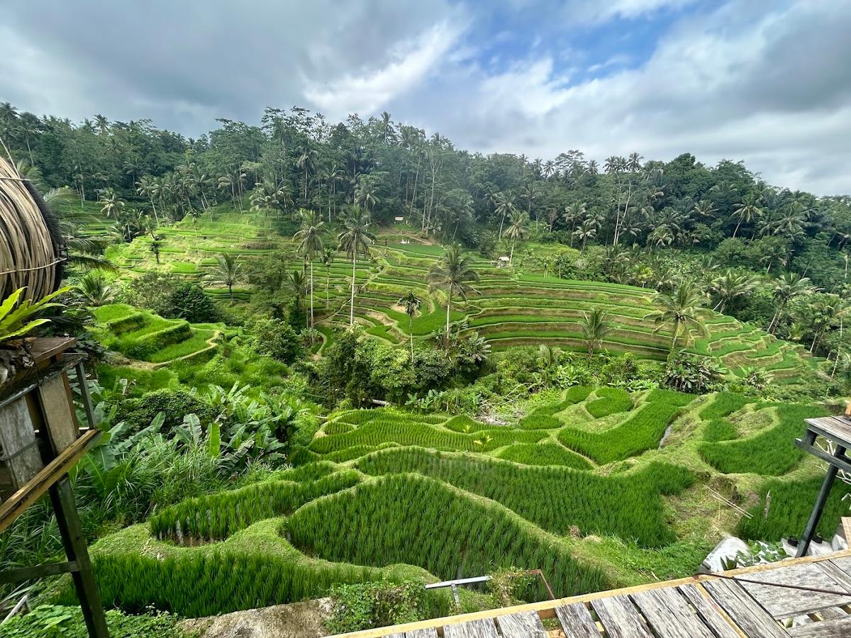 Tegallalang Rice Terraces in Tegallalang, Ubud