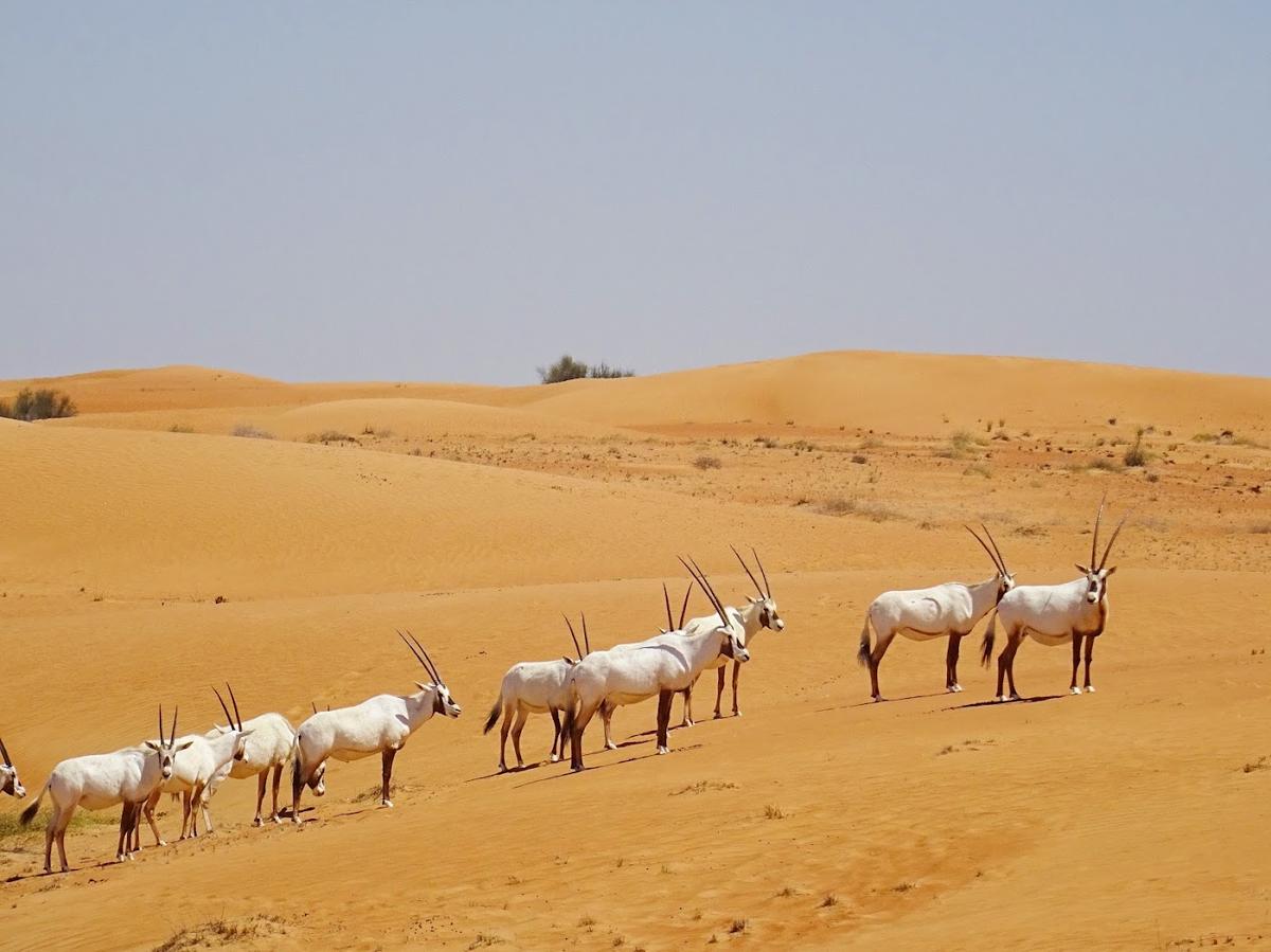 Desert safari in the Dubai Desert Conservation Reserve