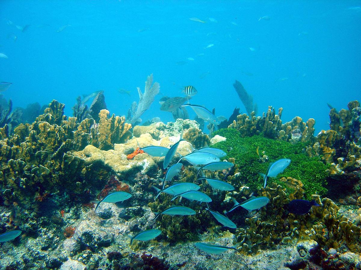 John Pennekamp Coral Reef State Park in Mile Marker 102.5, Key Largo