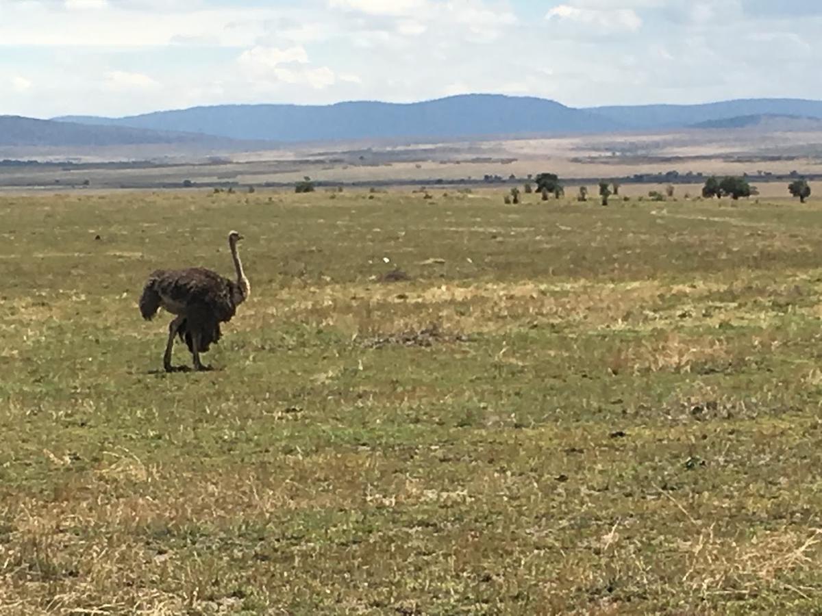 Moru Kopjes in Central Serengeti