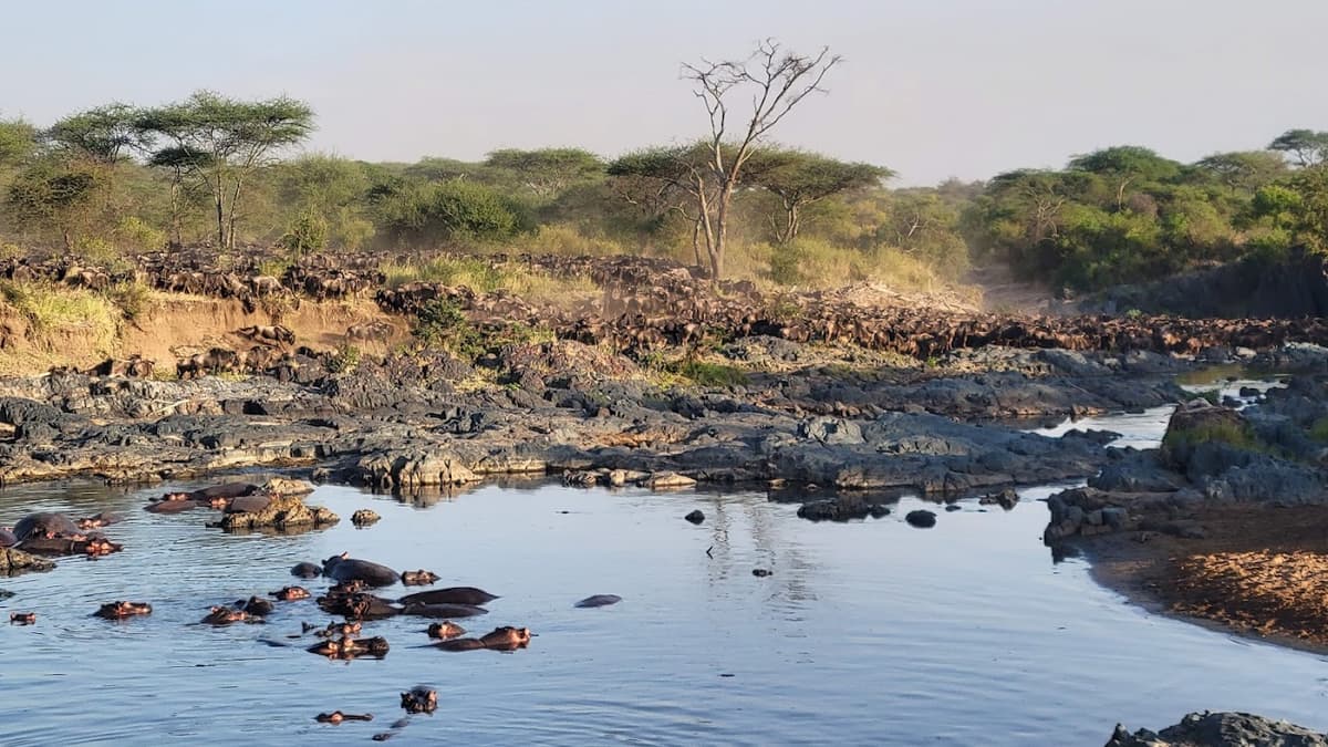 Retima Hippo Pool in Central Serengeti