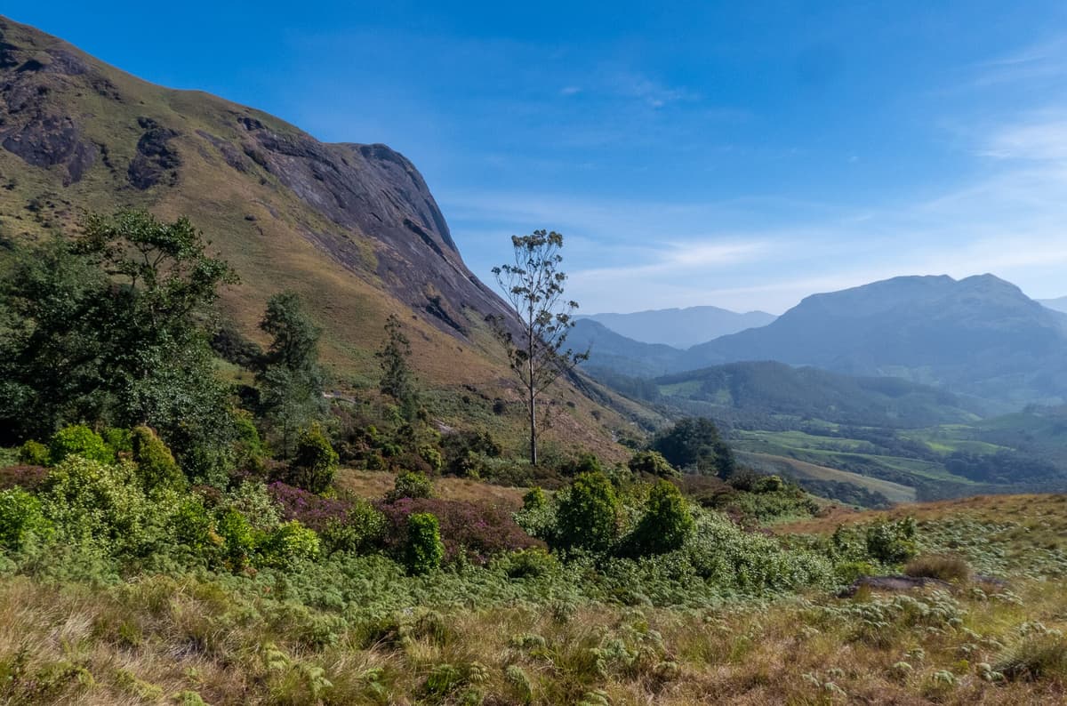Eravikulam National Park in Rajamalai, Munnar