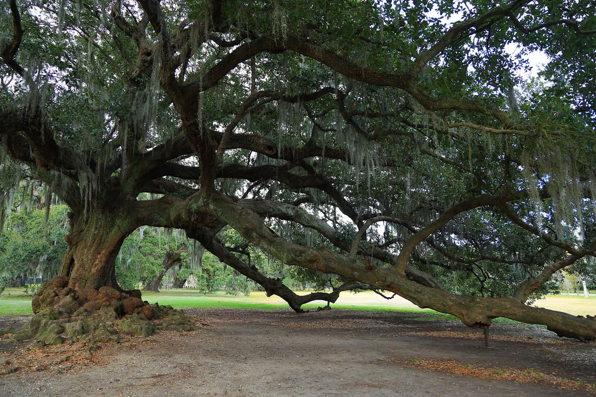 Audubon Park in Garden District & Uptown
