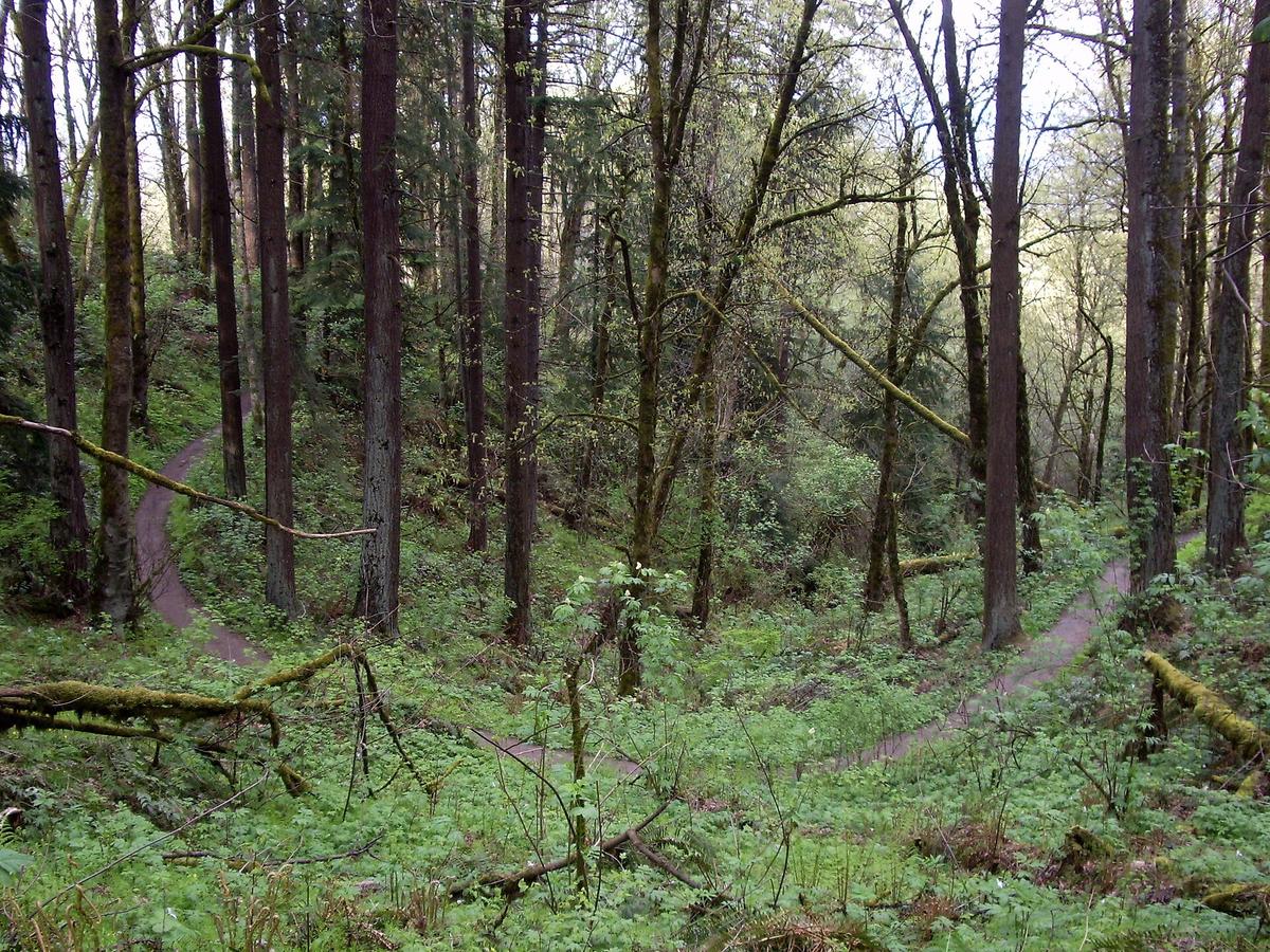Wildwood Trail, Forest Park in Forest Park, Northwest Portland