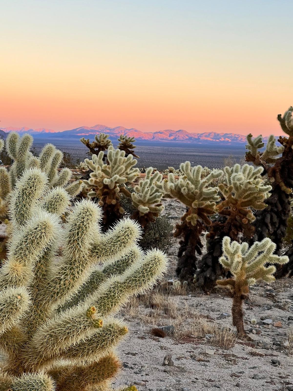 Cholla Cactus Garden in Pinto Basin, Joshua Tree