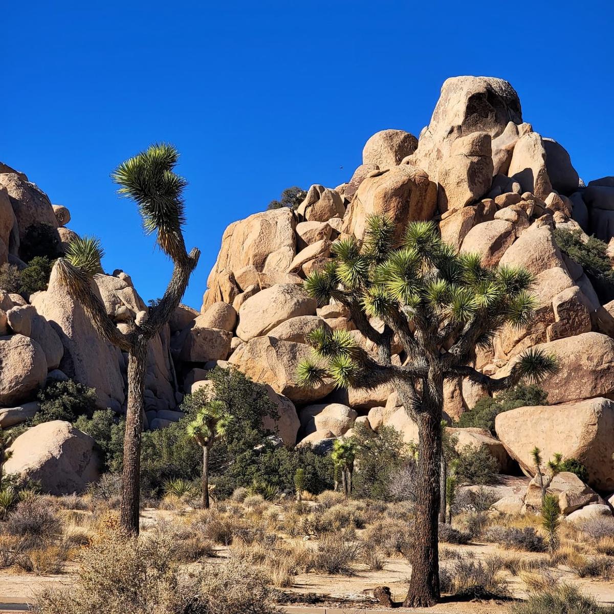 Hidden Valley Nature Trail in Hidden Valley, Joshua Tree