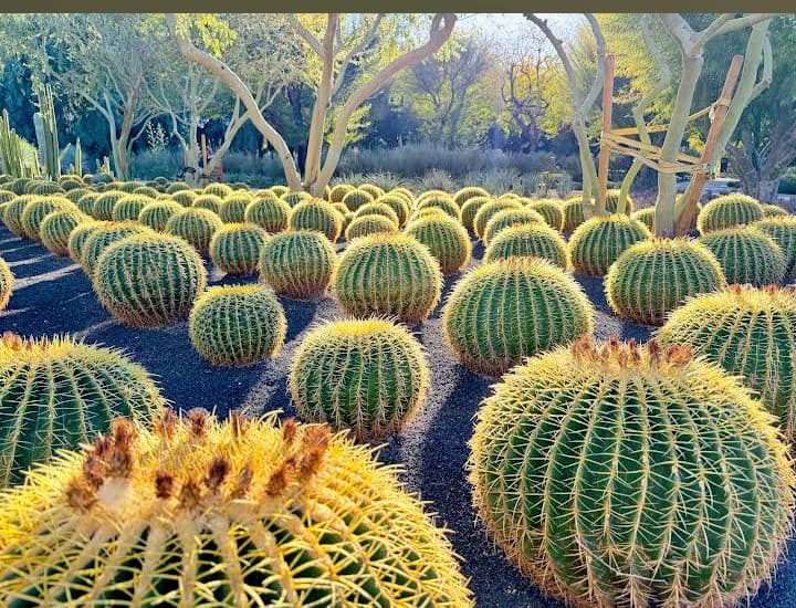 Sunnylands Center & Gardens in Rancho Mirage, Palm Springs