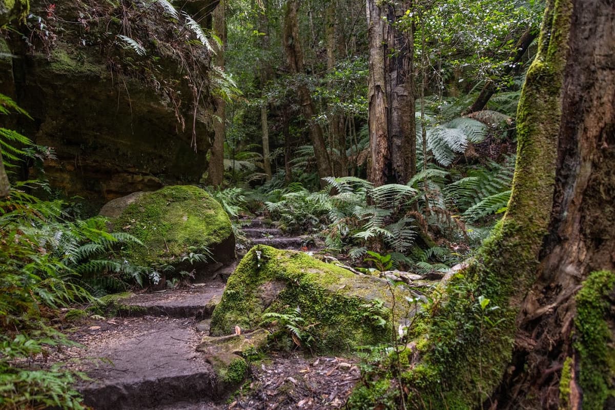 Grand Canyon Track in Blackheath, Blue Mountains