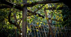 Lemon groves walk near Sorrento