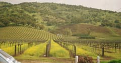 Sonoma on the California Wine Country route