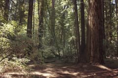 Jack London State Park near Sonoma