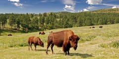 Wildlife Loop Road near Black Hills