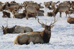 Jackson on the Grand Teton, Jackson & Yellowstone route
