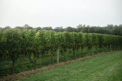 Keuka Lake Wine Trail near Keuka Lake