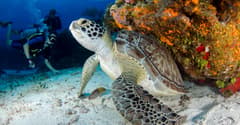Key Largo on the Florida Keys Adventure route