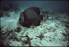 John Pennekamp near Key Largo