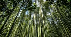 Arashiyama Bamboo near Kyoto