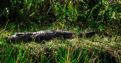 Everglades on the Miami Beach Getaway route