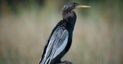 Anhinga Trail near Everglades