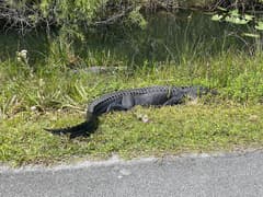 Shark Valley near Everglades