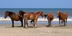 Wild horse beaches near Corolla