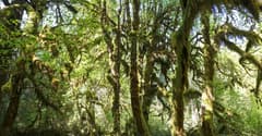Hoh Rainforest near Olympic NP