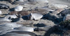 Elephant seal viewpoint near San Simeon