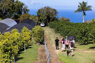 Greenwell Farms in Big Island