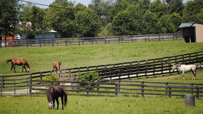 Old Friends Equine in Lexington