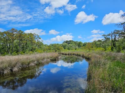 Currituck Banks Reserve Trail in Corolla