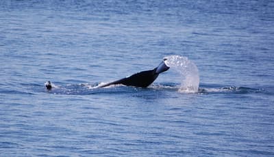 The Whale Museum in San Juan Island