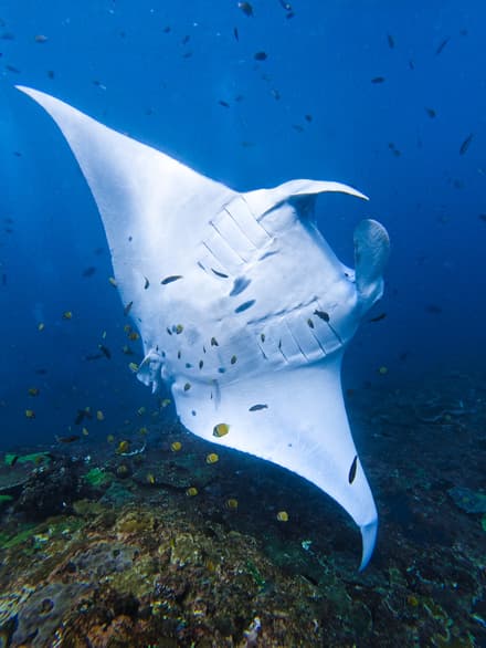 Manta Point in Nusa Penida