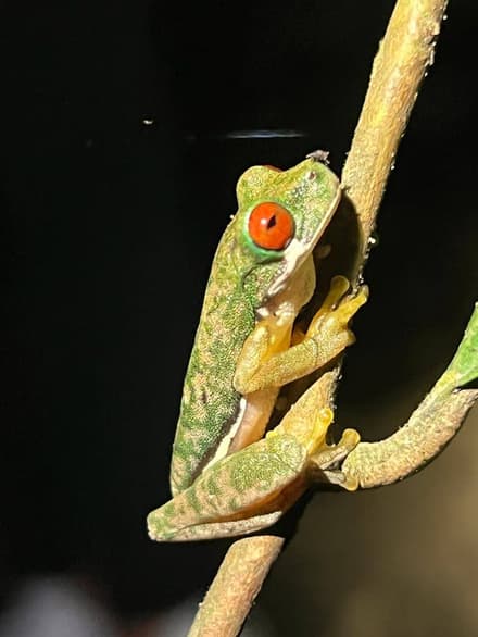 Kinkajou Night Walk in Monteverde