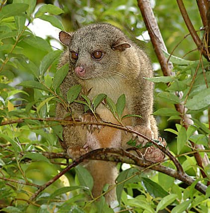 Selvatura Park in Monteverde