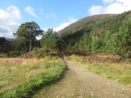 Glenmore Forest Park in Aviemore & the Cairngorms