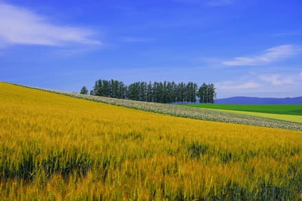 Patchwork Road in Furano and Biei