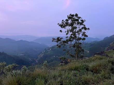 Lakshmi Hills tea trek in Munnar