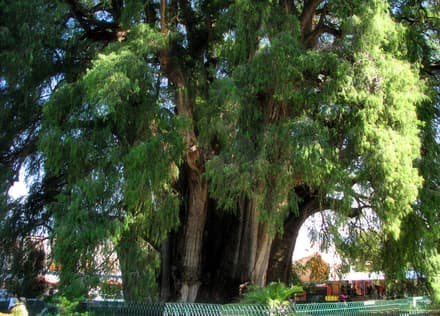 Árbol del Tule in Oaxaca