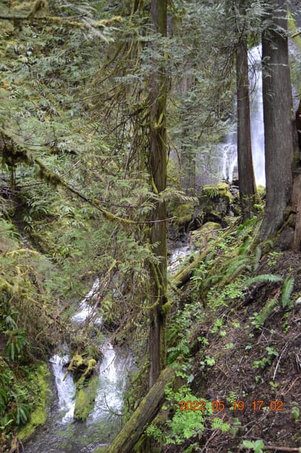 Marymere Falls Trail in Olympic NP