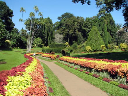 Royal Botanic Gardens, Peradeniya in Kandy