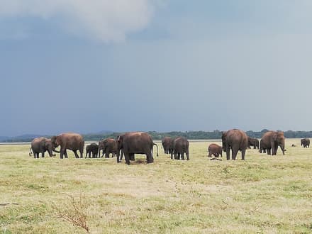 Minneriya National Park in Sigiriya & Dambulla