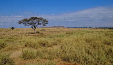 Serengeti, where this leg starts