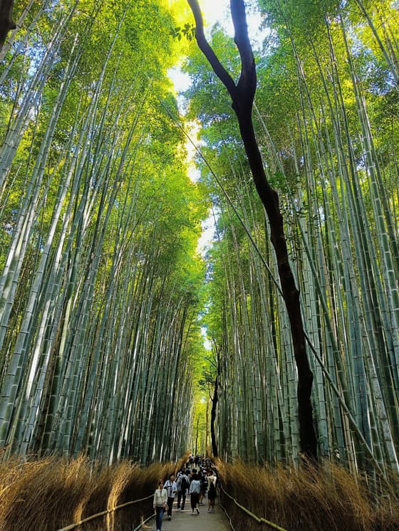 Arashiyama Bamboo Grove in Kyoto