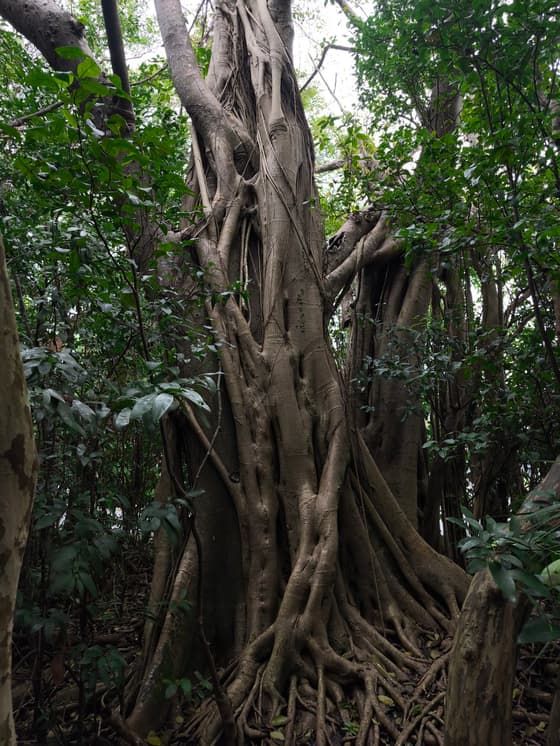 Gumbo Limbo Trail in Everglades