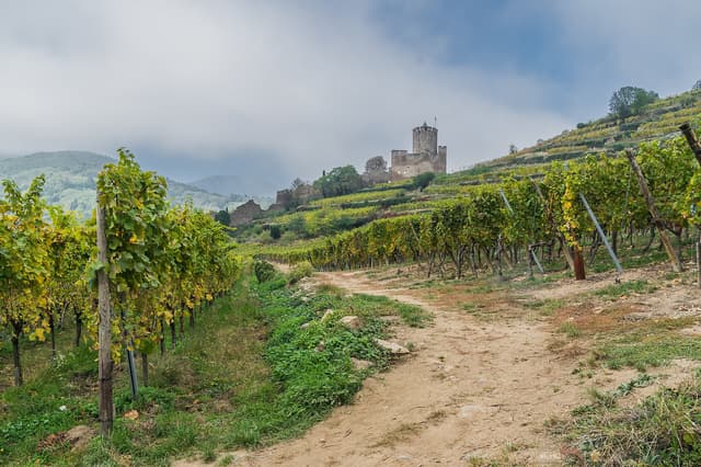 Château du Schlossberg near Kaysersberg