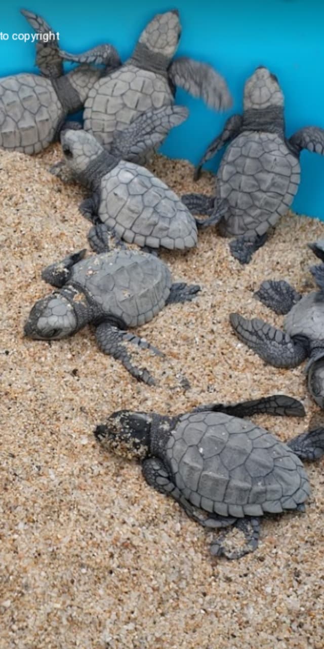 Sea Turtle Release at Playa Las Playitas near Todos Santos