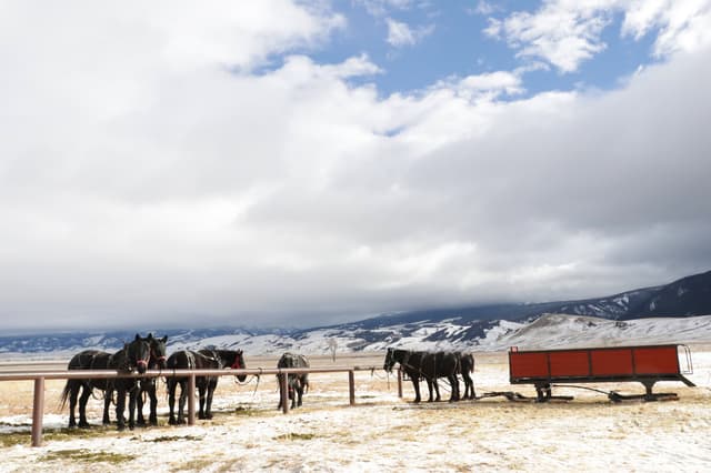 Elk Refuge sleigh ride near Jackson
