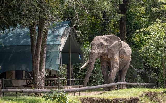 Governors' Camp near Maasai Mara