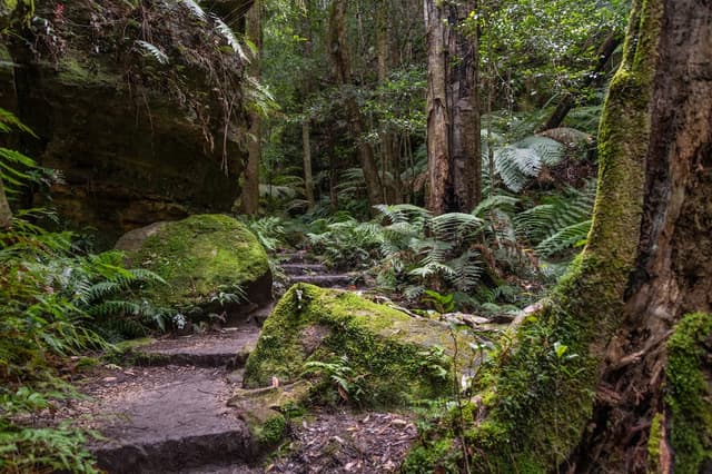 Grand Canyon Track near Blue Mountains
