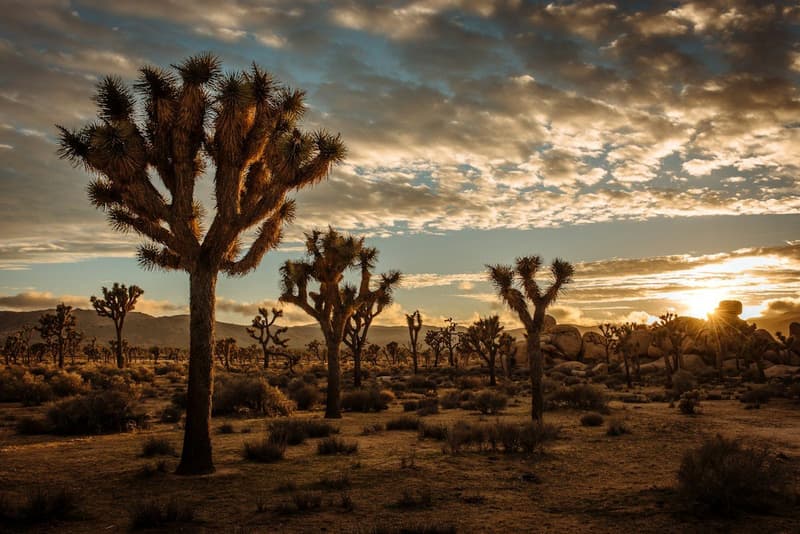 Palm Springs & Joshua Tree curated route